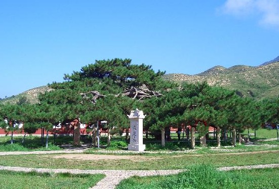 九龙松_坝上草原-丰宁坝上旅游攻略路线-草原住宿自驾游 - 北京丰宁草原之家农家院